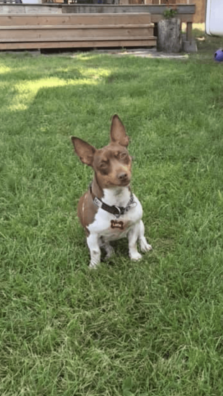 Flowrider’s Choco Latte, a Teddy Roosevelt Terrier tested with EmbarkVet.com