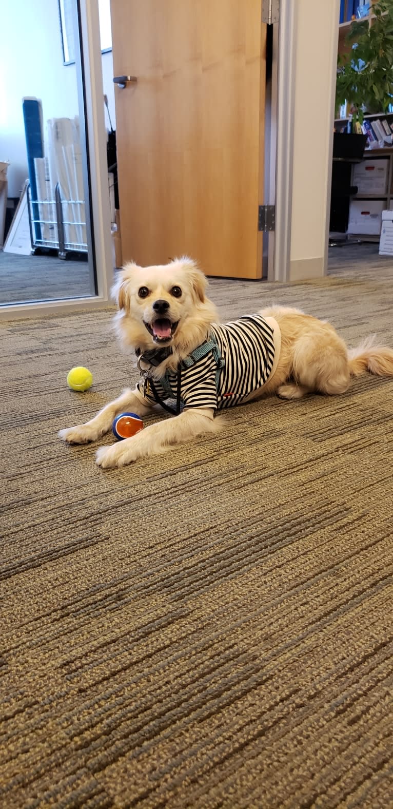 Arthur, a Poodle (Small) and Shih Tzu mix tested with EmbarkVet.com