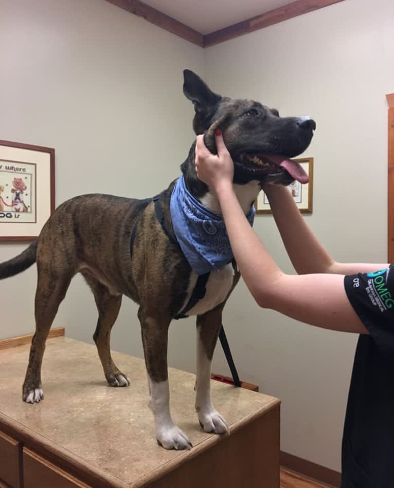 Gus, an American Pit Bull Terrier and Akita mix tested with EmbarkVet.com