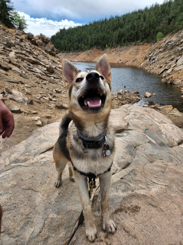 Max, a German Shepherd Dog and Alaskan Malamute mix tested with EmbarkVet.com