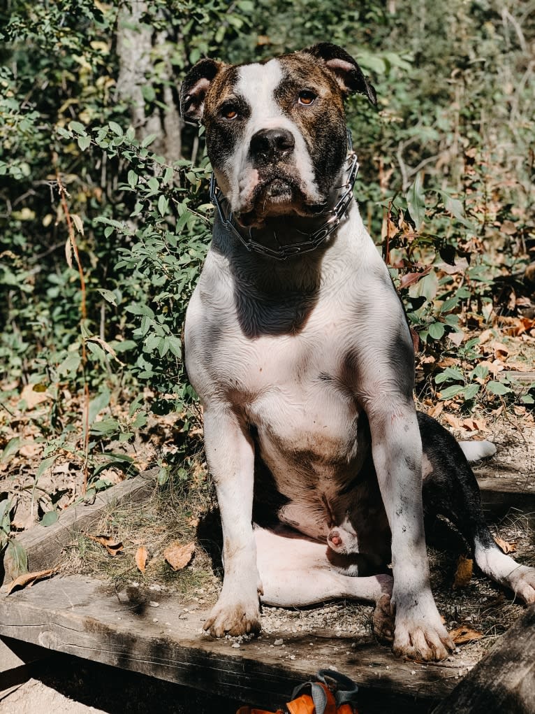 Tank, an American Bulldog tested with EmbarkVet.com