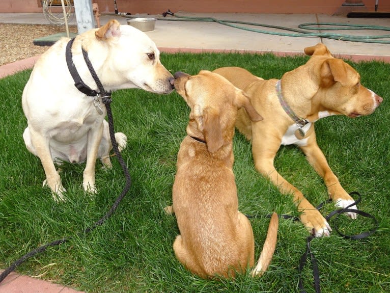 Doc, a Chihuahua and American Pit Bull Terrier mix tested with EmbarkVet.com