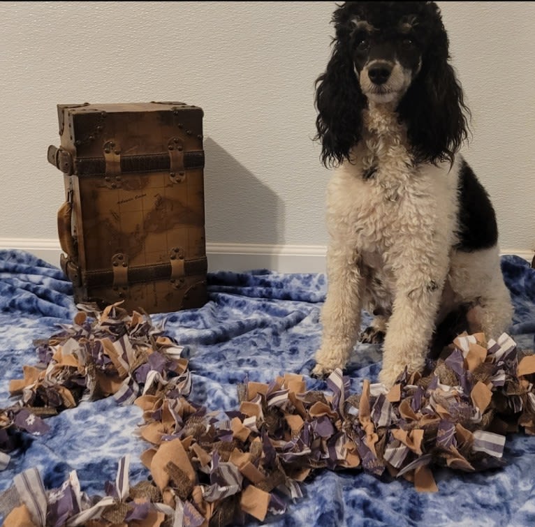 Trinity, a Poodle tested with EmbarkVet.com