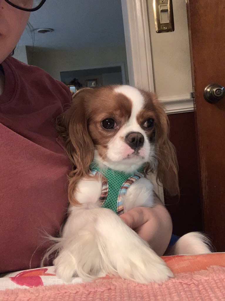 Rose Tyler, a Cavalier King Charles Spaniel tested with EmbarkVet.com