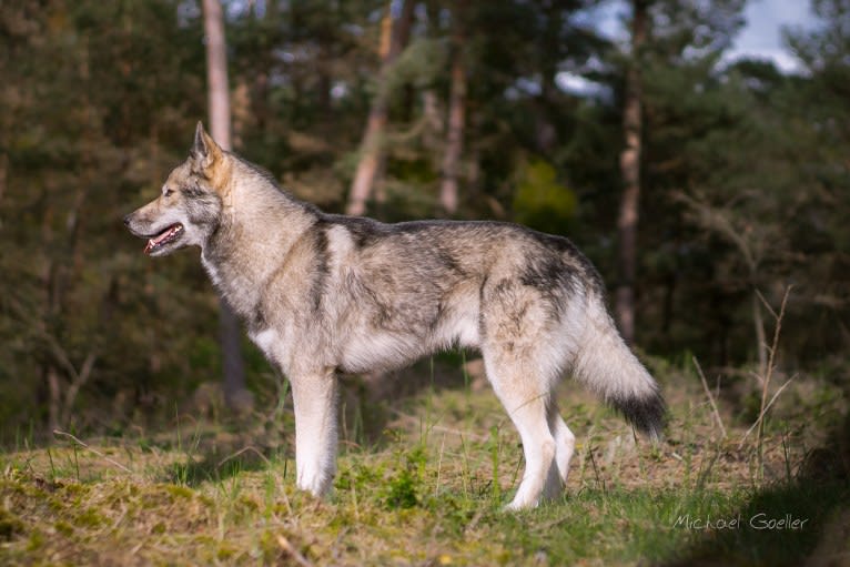 Ninja, a Siberian Husky tested with EmbarkVet.com