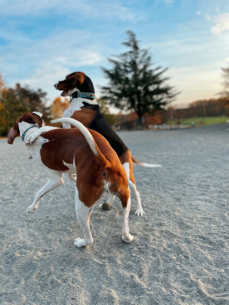 Roxy, a Treeing Walker Coonhound tested with EmbarkVet.com