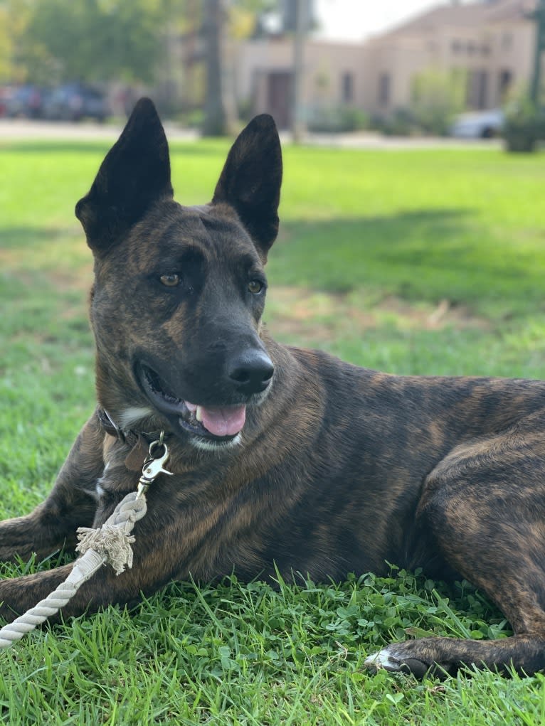 INU, an American Pit Bull Terrier and German Shepherd Dog mix tested with EmbarkVet.com