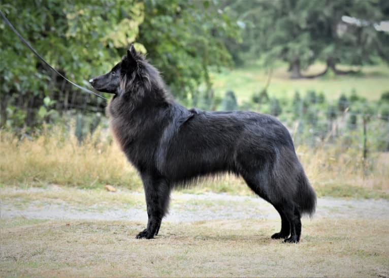 Vivi, a Belgian Shepherd tested with EmbarkVet.com