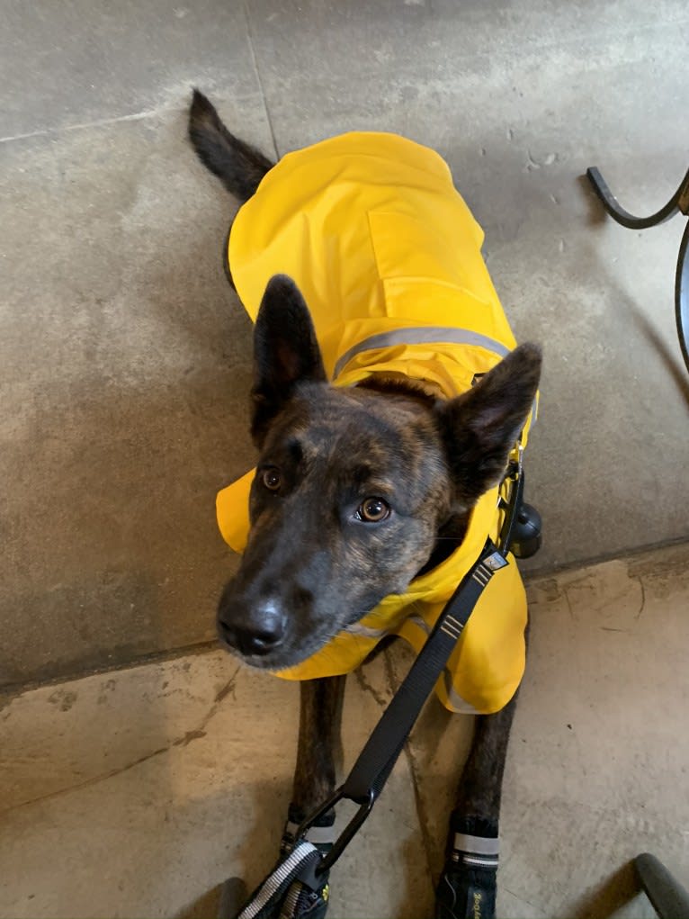 INU, an American Pit Bull Terrier and German Shepherd Dog mix tested with EmbarkVet.com