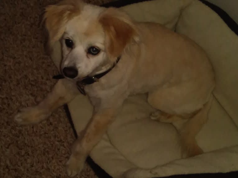 Missy, a Cocker Spaniel and Pomeranian mix tested with EmbarkVet.com