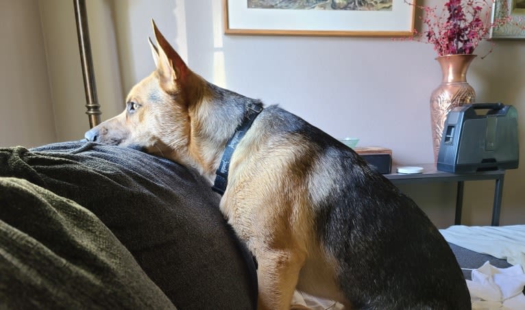 Grizz, a German Shepherd Dog and American Pit Bull Terrier mix tested with EmbarkVet.com