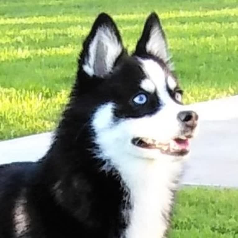 Kichë, a Pomsky tested with EmbarkVet.com