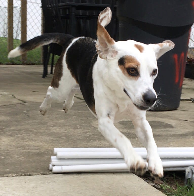Leonard, a Beagle tested with EmbarkVet.com