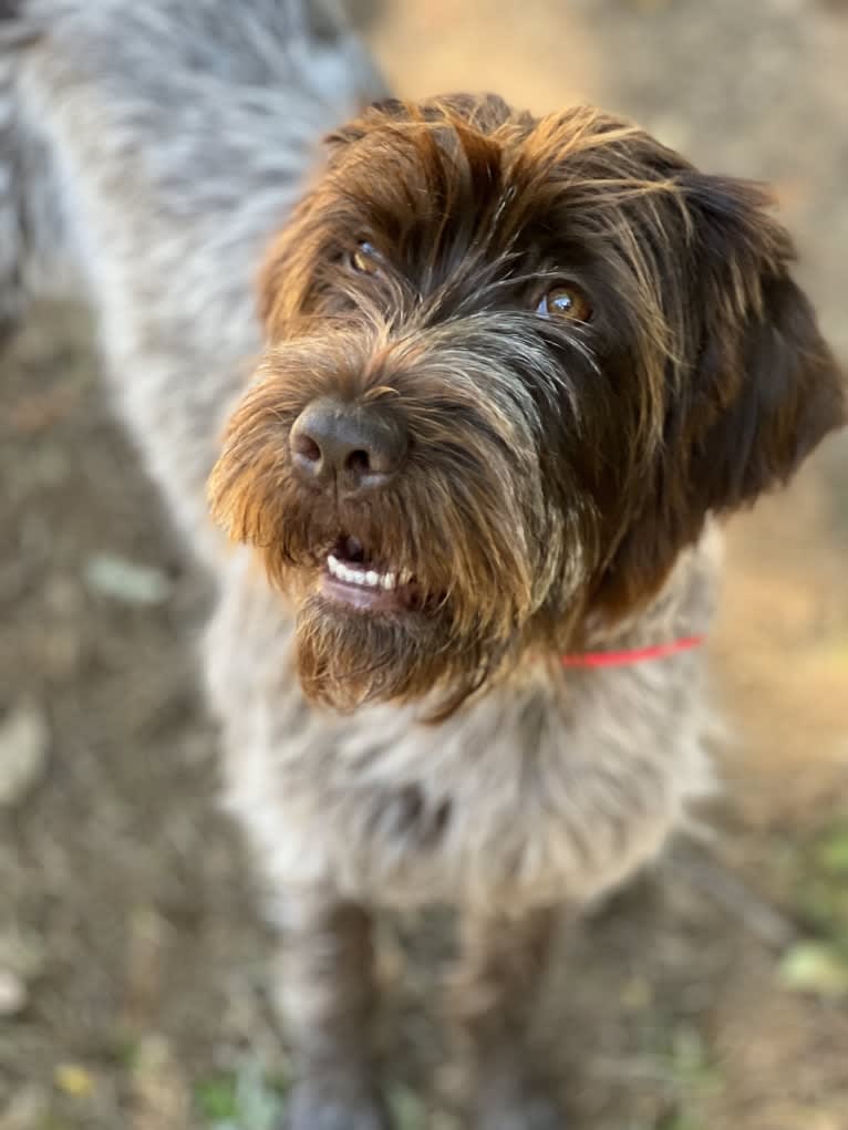 Ivy, a Wirehaired Pointing Griffon tested with EmbarkVet.com