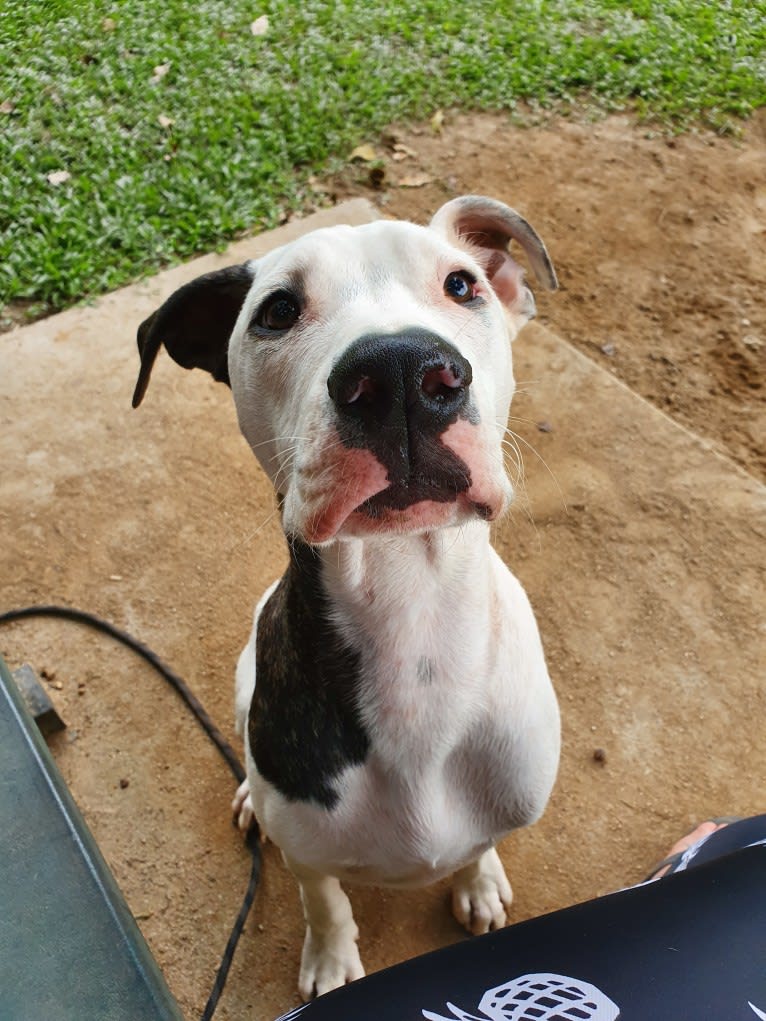 Elijah, a Great Dane and American Bulldog mix tested with EmbarkVet.com