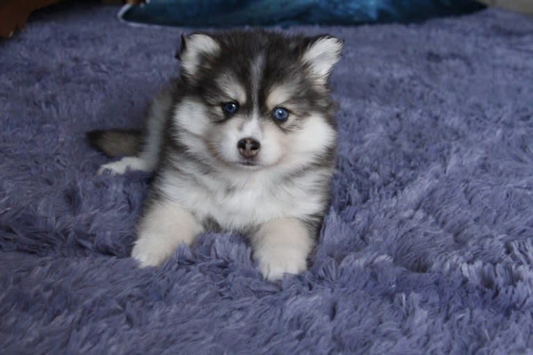LJ’s White Lotus Blossom, a Pomsky tested with EmbarkVet.com