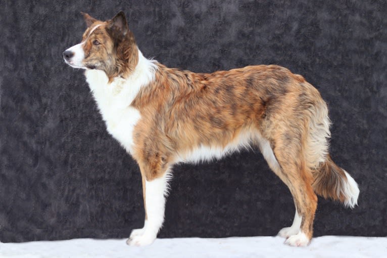 Bindi, a Border Collie tested with EmbarkVet.com