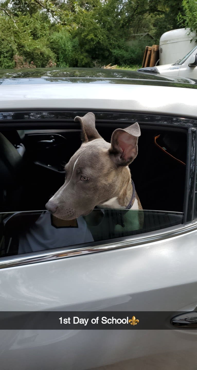 SAINT, an American Pit Bull Terrier and American Staffordshire Terrier mix tested with EmbarkVet.com