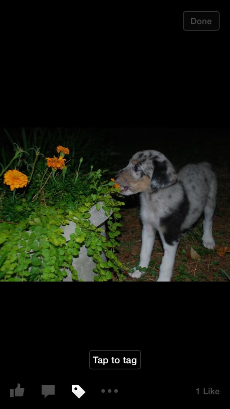 Charlie, a Labrador Retriever and German Shepherd Dog mix tested with EmbarkVet.com
