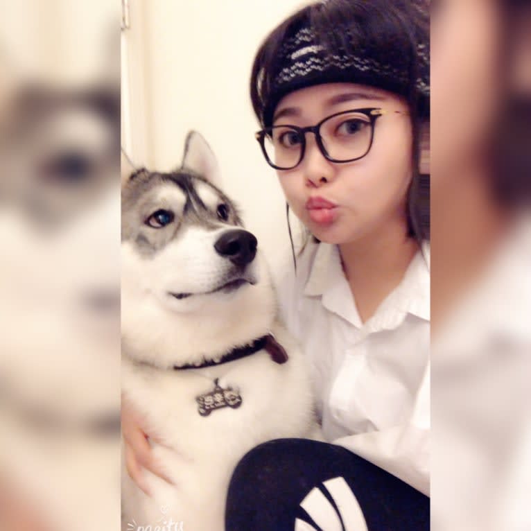 Timber, a Siberian Husky tested with EmbarkVet.com