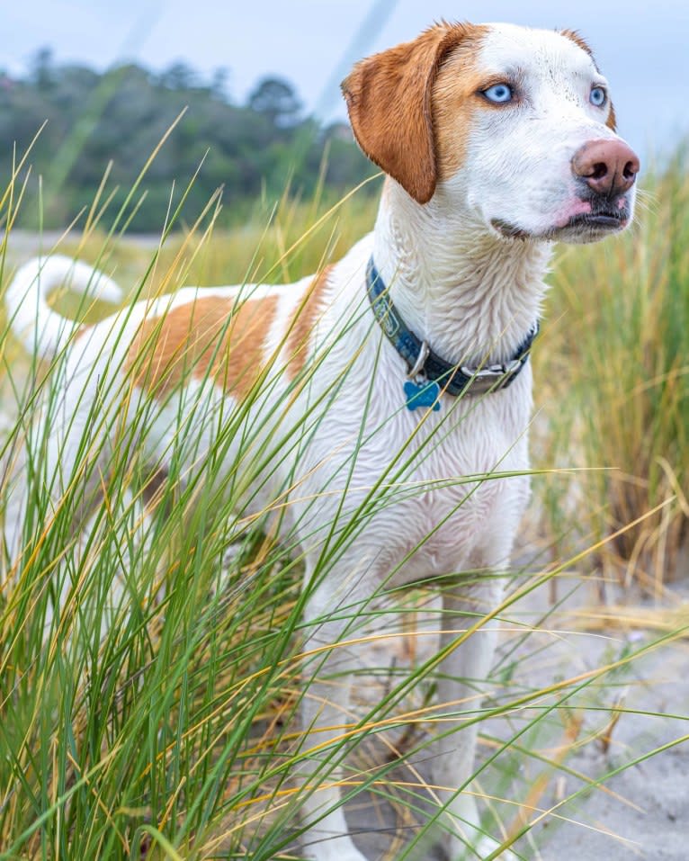 Arlo, an American Foxhound and German Shepherd Dog mix tested with EmbarkVet.com