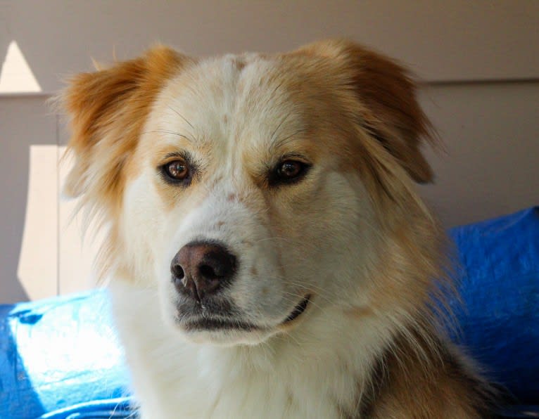 Buckley, a Siberian Husky and Labrador Retriever mix tested with EmbarkVet.com