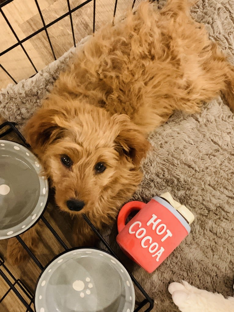 Cocoa, a Labradoodle tested with EmbarkVet.com