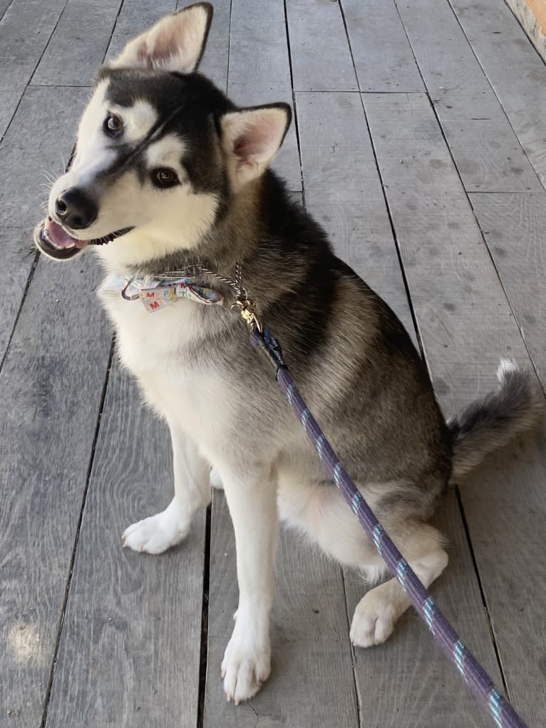 Storm, a Siberian Husky and American Pit Bull Terrier mix tested with EmbarkVet.com