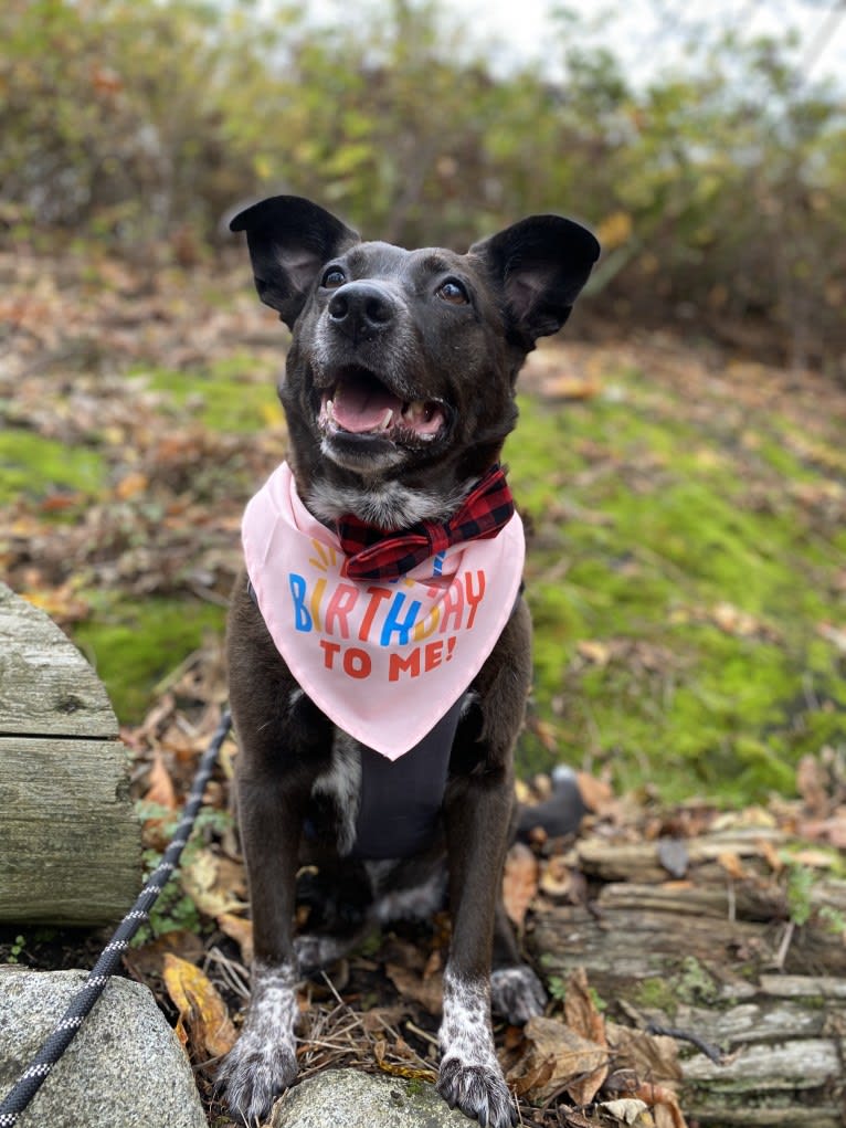 Somi, an Australian Cattle Dog and American Pit Bull Terrier mix tested with EmbarkVet.com