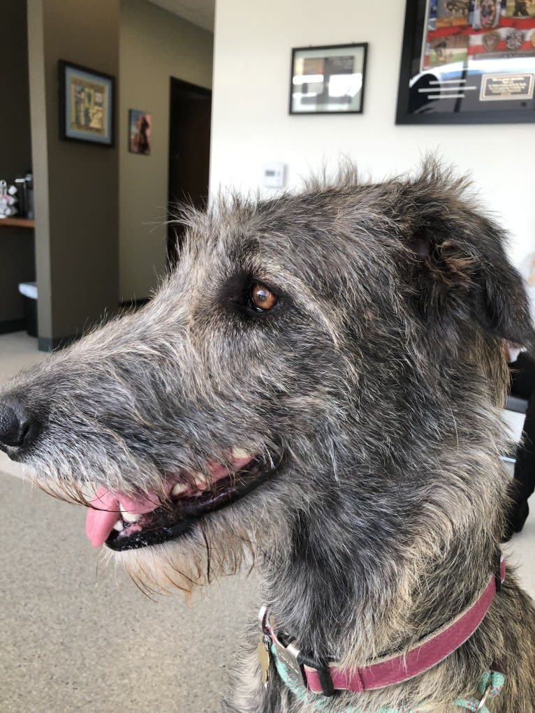 Medb, an Irish Wolfhound tested with EmbarkVet.com