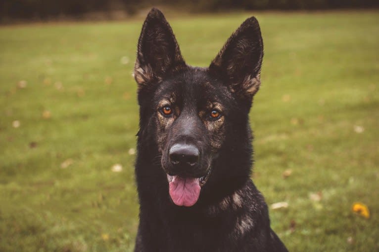 Freki, a German Shepherd Dog tested with EmbarkVet.com