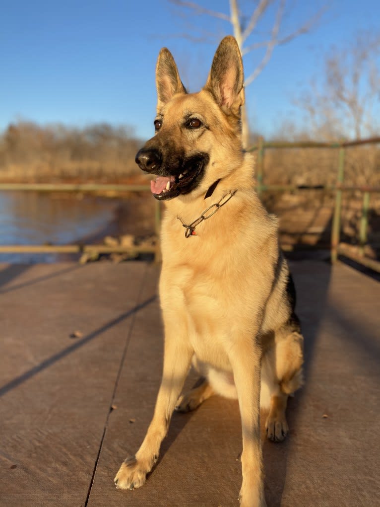 “Elie” Remi Elie’s Rookie Year, a German Shepherd Dog tested with EmbarkVet.com