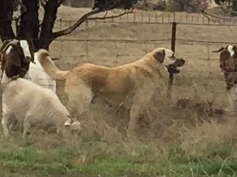 Pasha, an Anatolian Shepherd Dog tested with EmbarkVet.com