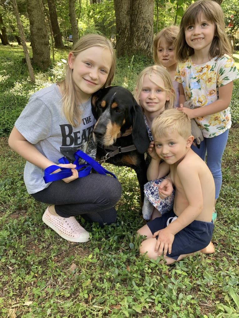 Elvis, a Bluetick Coonhound tested with EmbarkVet.com