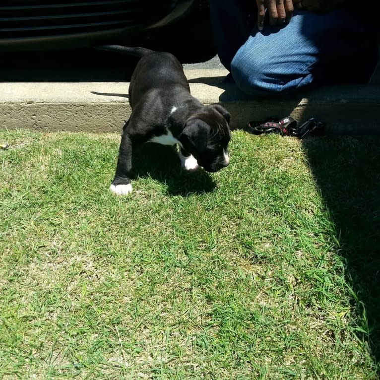 Hulk-E-Boy, an American Bully tested with EmbarkVet.com