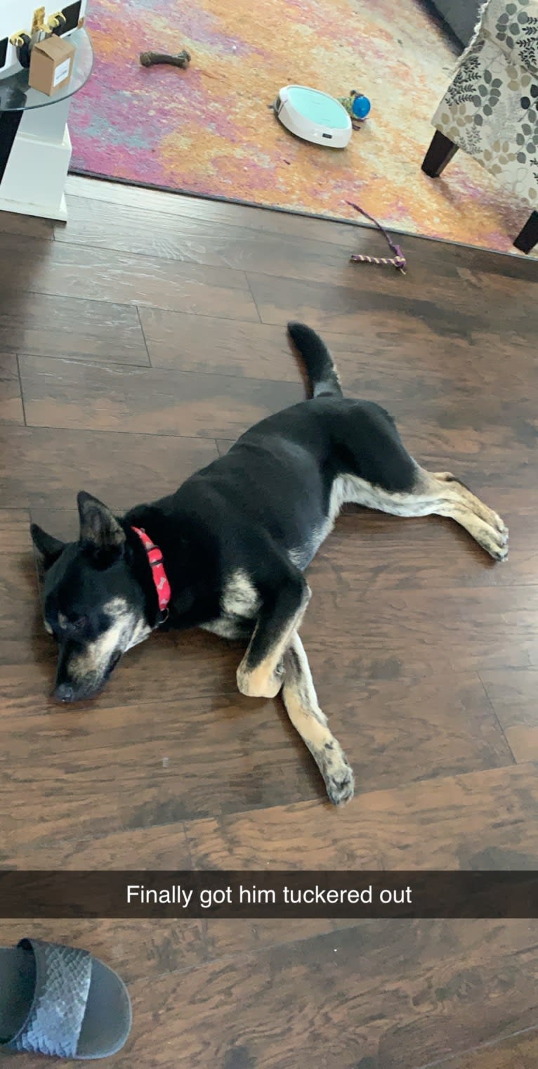 Rome, a Siberian Husky and Labrador Retriever mix tested with EmbarkVet.com