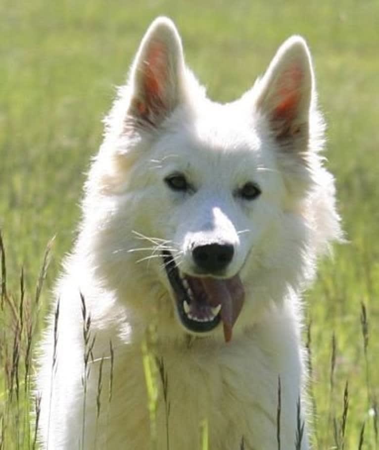 LETSY, a White Shepherd tested with EmbarkVet.com