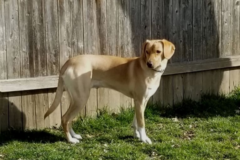 Neddy, a Miniature Schnauzer and Labrador Retriever mix tested with EmbarkVet.com