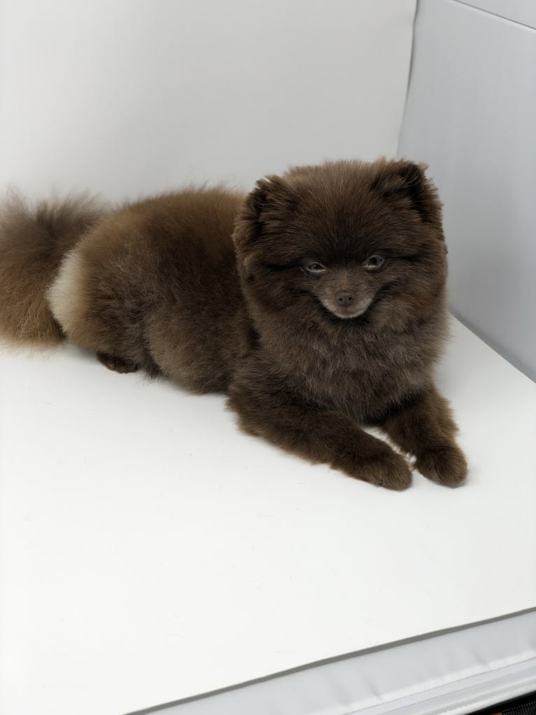 Egypt, a Pomeranian tested with EmbarkVet.com