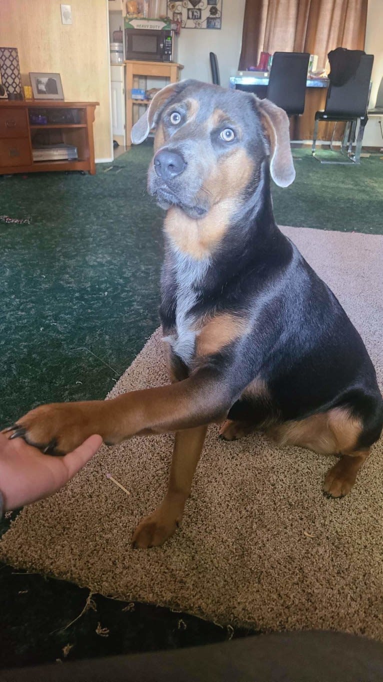 Ranger, an Australian Cattle Dog and Australian Shepherd mix tested with EmbarkVet.com