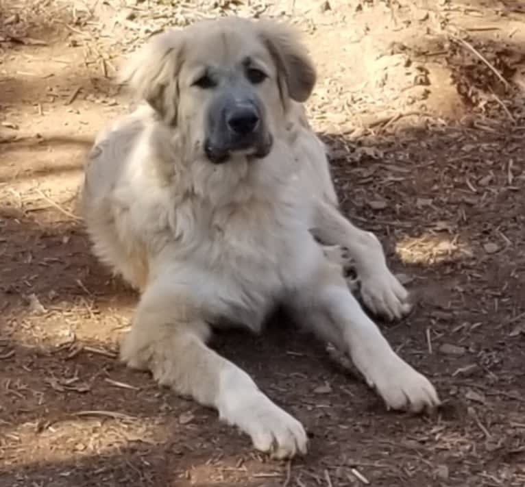 Rebel, a Great Pyrenees and Anatolian Shepherd Dog mix tested with EmbarkVet.com