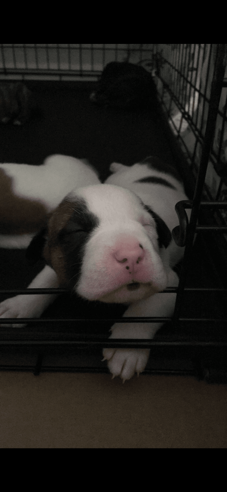 Dozer, an American Pit Bull Terrier and American Staffordshire Terrier mix tested with EmbarkVet.com