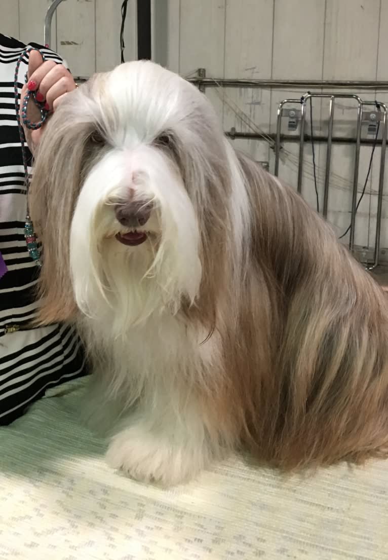 Spindrift Loves Truffle Kisses, a Bearded Collie tested with EmbarkVet.com