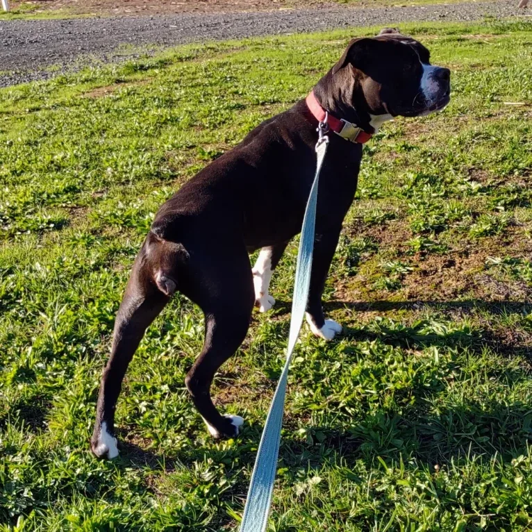 Snoopy, an Olde English Bulldogge tested with EmbarkVet.com
