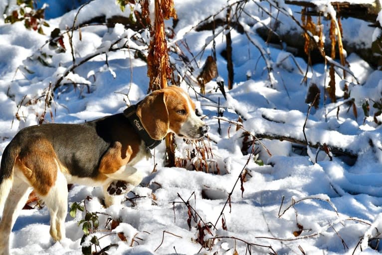 Moonshine 🌚, a Beagle tested with EmbarkVet.com