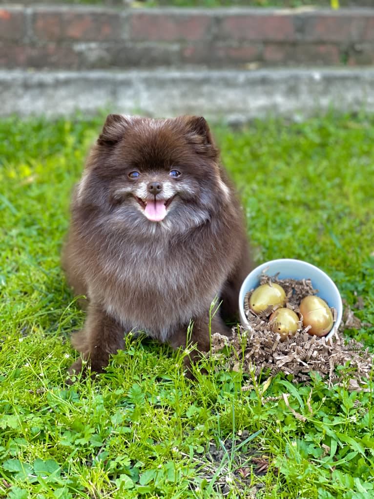 Egypt, a Pomeranian tested with EmbarkVet.com