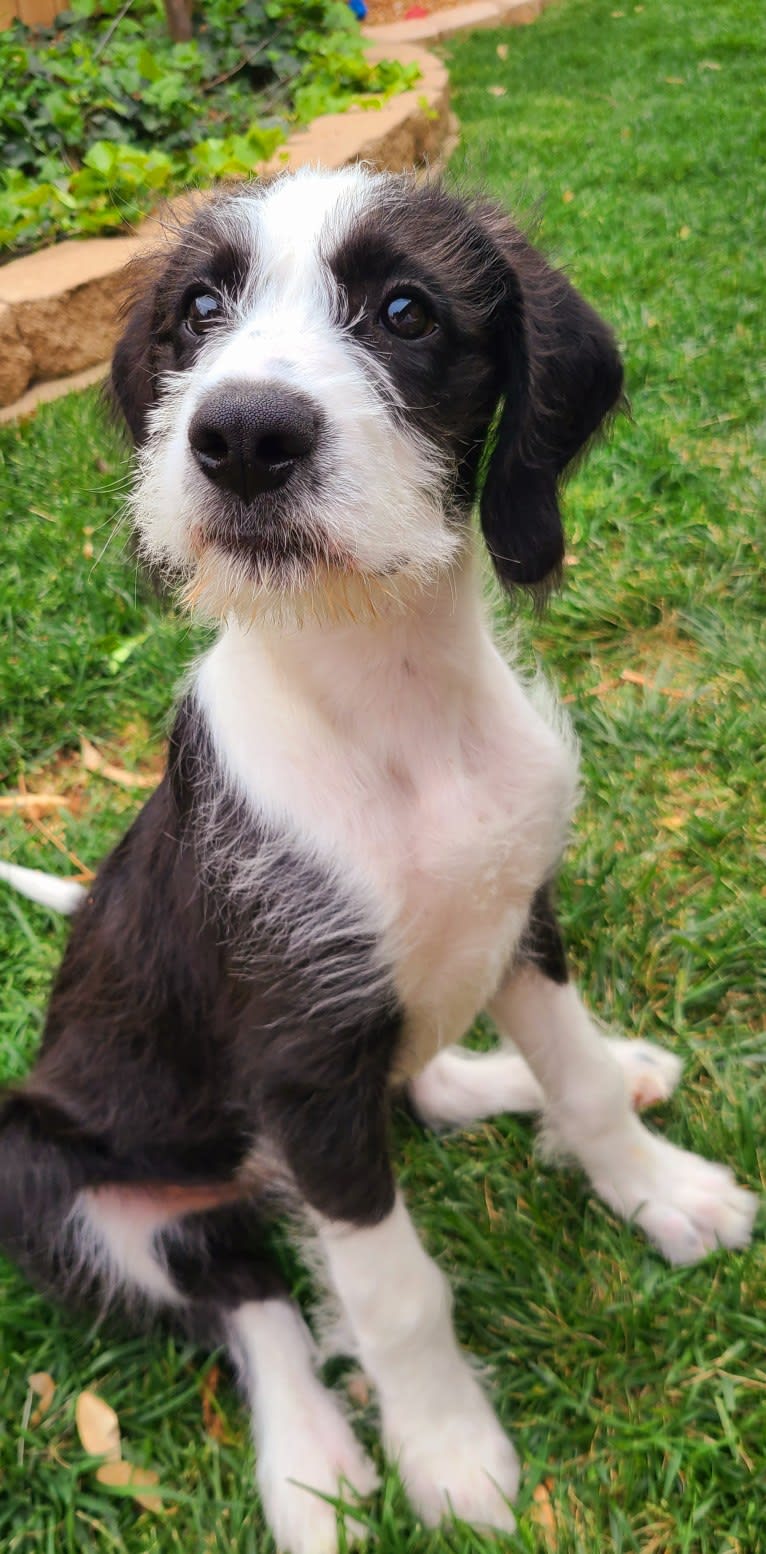Quinn, a Pointer and Old English Sheepdog mix tested with EmbarkVet.com