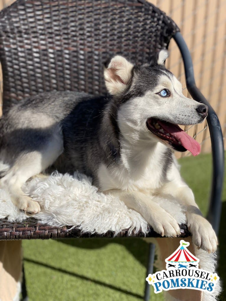 Precious Yordy, a Siberian Husky and Pomeranian mix tested with EmbarkVet.com