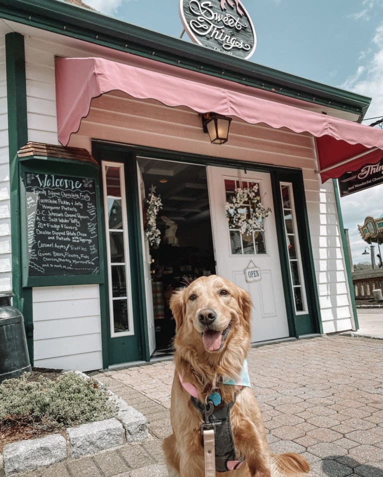 Marley, a Golden Retriever tested with EmbarkVet.com