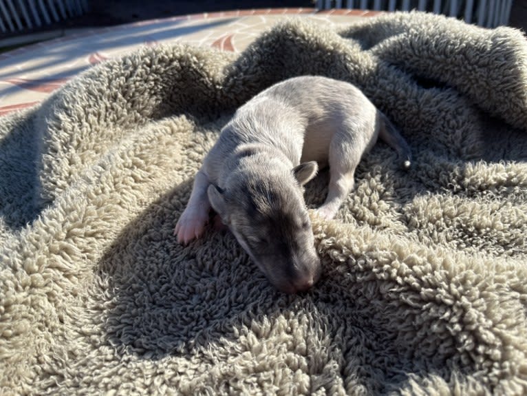 Aelin, a Silken Windhound tested with EmbarkVet.com